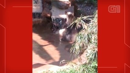 Tamanduá-bandeira toma banho em cascata no Zoo de Bauru Tamanduá-bandeira toma banho em cascata no Zoo de Bauru