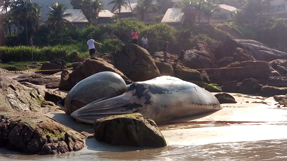 Baleia foi encontrada morta na Praia de Pernambuco, em Guarujá, SP — Foto: Arquivo Pessoal/Luiz Torres