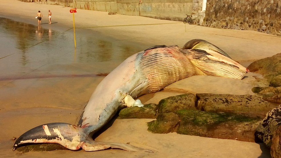 Baleia foi encontrada morta na Praia de Pernambuco, em Guarujá, SP — Foto: Arquivo Pessoal/Luiz Torres