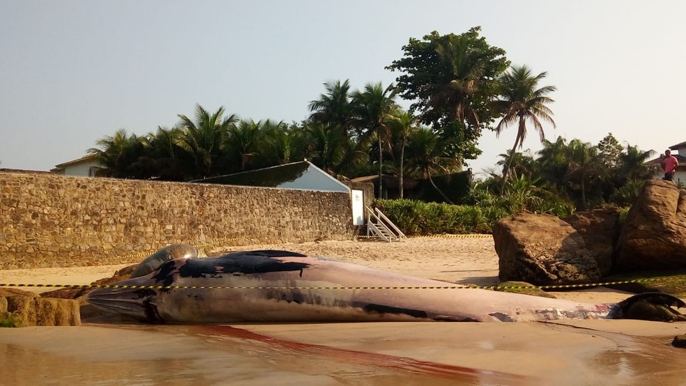 Baleia foi encontrada morta na Praia de Pernambuco, em Guarujá, SP — Foto: Arquivo Pessoal/Luiz Torres