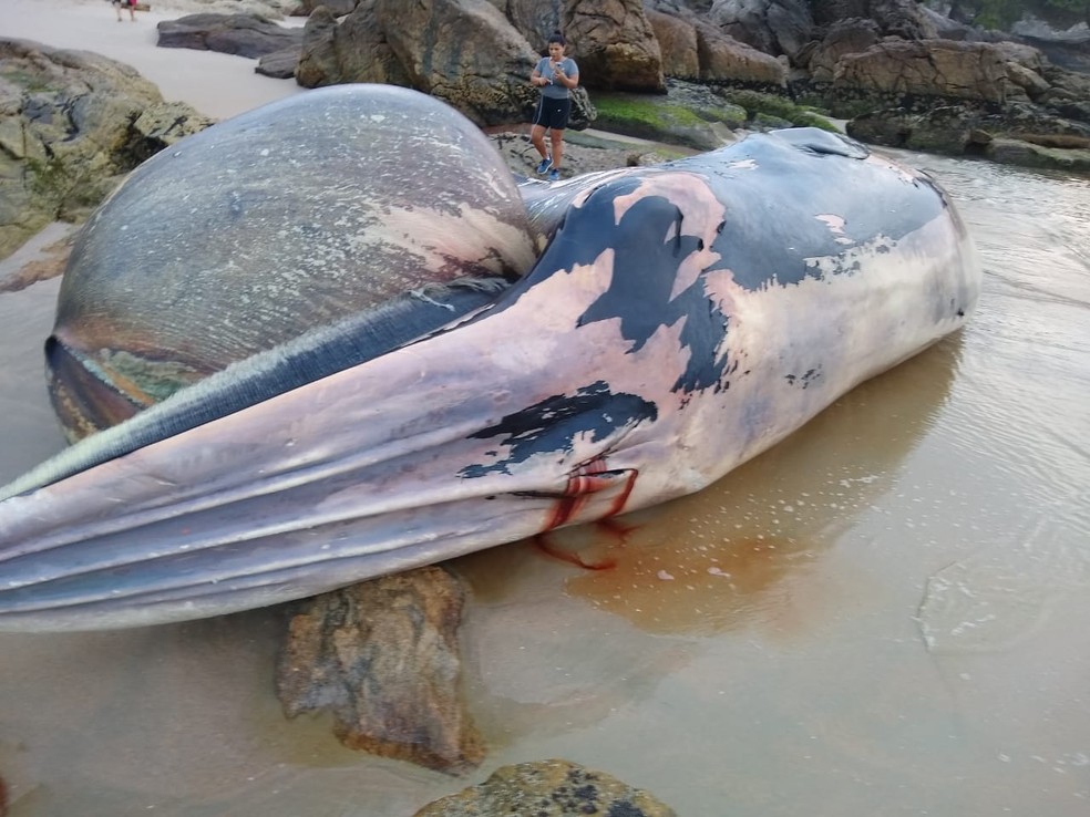 Baleia foi encontrada morta na Praia de Pernambuco, em Guarujá, SP — Foto: Arquivo Pessoal/Cristiane Borges