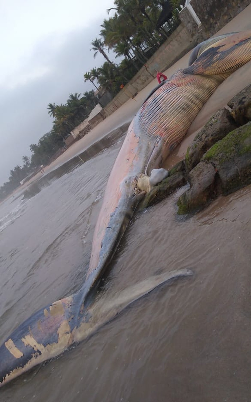 Baleia foi encontrada morta na Praia de Pernambuco, em Guarujá, SP — Foto: Arquivo Pessoal/Paulino Faria