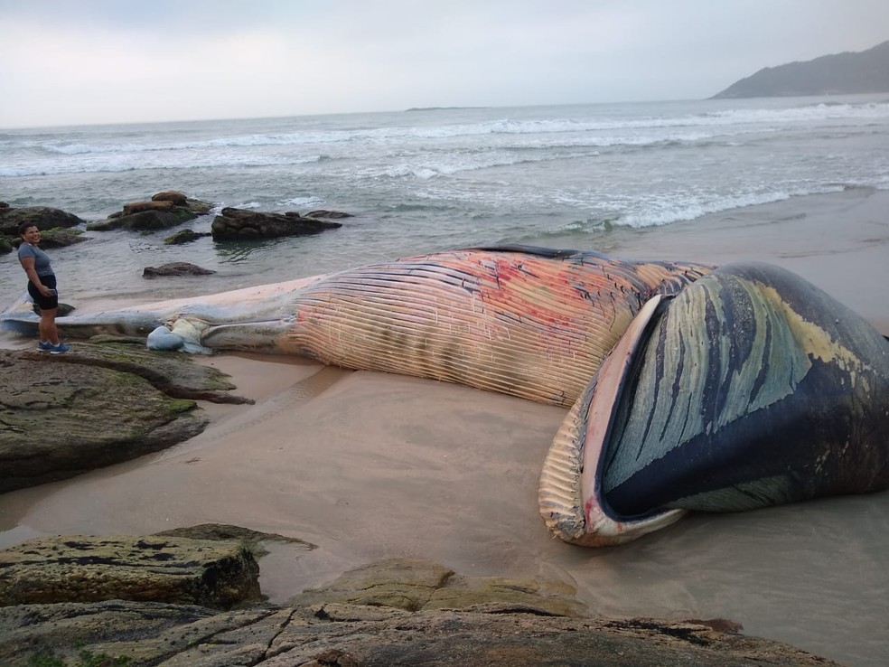 Baleia foi encontrada morta na Praia de Pernambuco, em Guarujá, SP — Foto: Arquivo Pessoal/Cristiane Borges