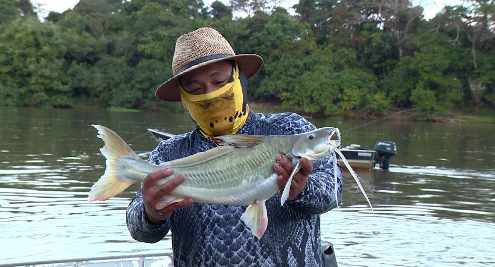 Grande diversidade de peixes é encontrada no Rio Pardo. — Foto: Terra da Gente/Arquivo Pessoal