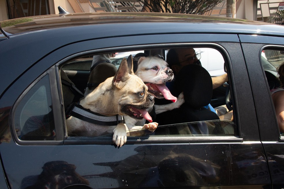 Cães são abençoados em drive thru no dia de São Francisco de Assis, em Ribeirão Preto, SP — Foto: Pastoral da Comunicação/Divulgação