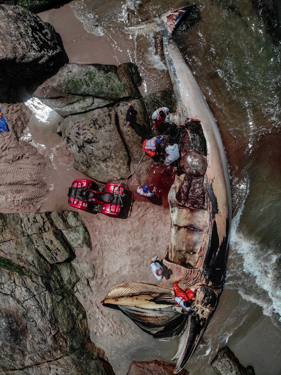 Baleia foi encontrada morta na Praia de Pernambuco, em Guarujá, SP — Foto: Arquivo Pessoal/Rodrigo Nattan