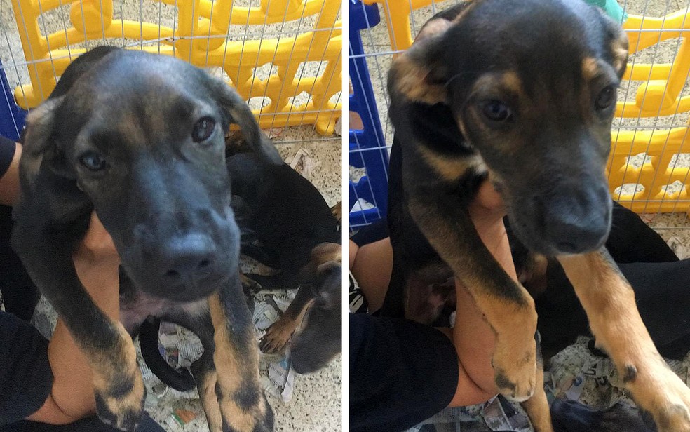 Cachorros resgatados em situação de maus-tratos são adotados em Barretos (SP) — Foto: Rosário Noris/Acervo pessoal