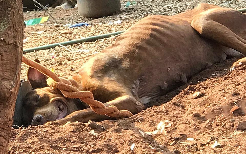 Cão que estava amarrado é resgatado em Barretos (SP) — Foto: Polícia Ambiental/Divulgação