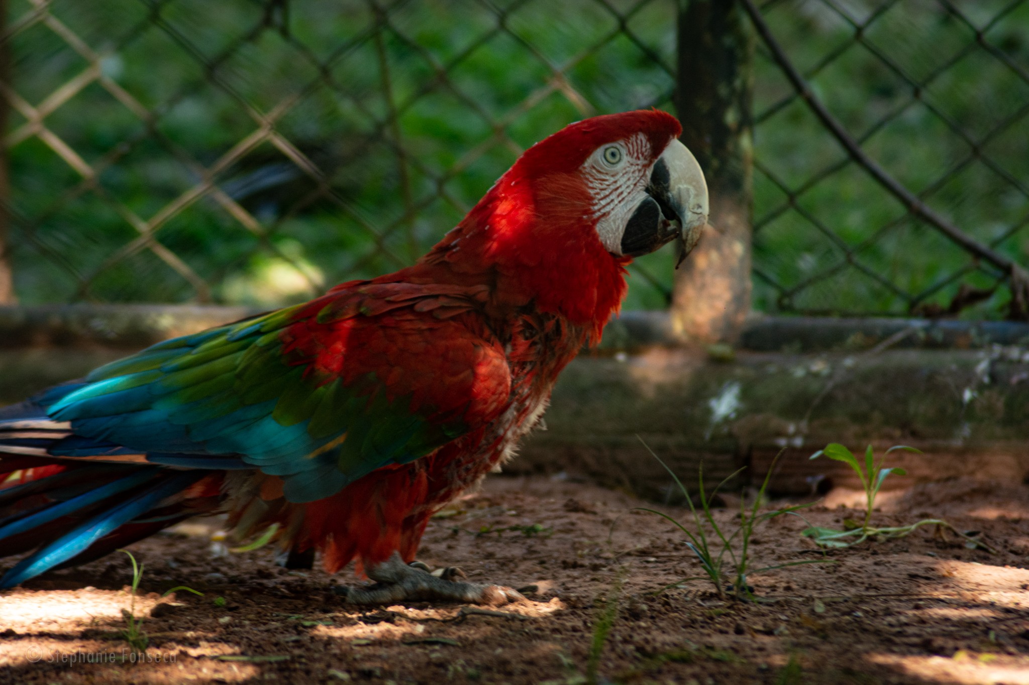 Animais idosos recebem atenção especial no zoológico do Parque Ecológico da Cidade da Criança