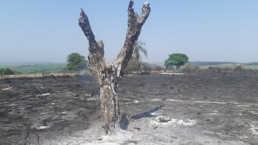 Incêndio atinge mata ao lado de Aeroporto de São Pedro — Foto: Edijan Del Santo/EPTV