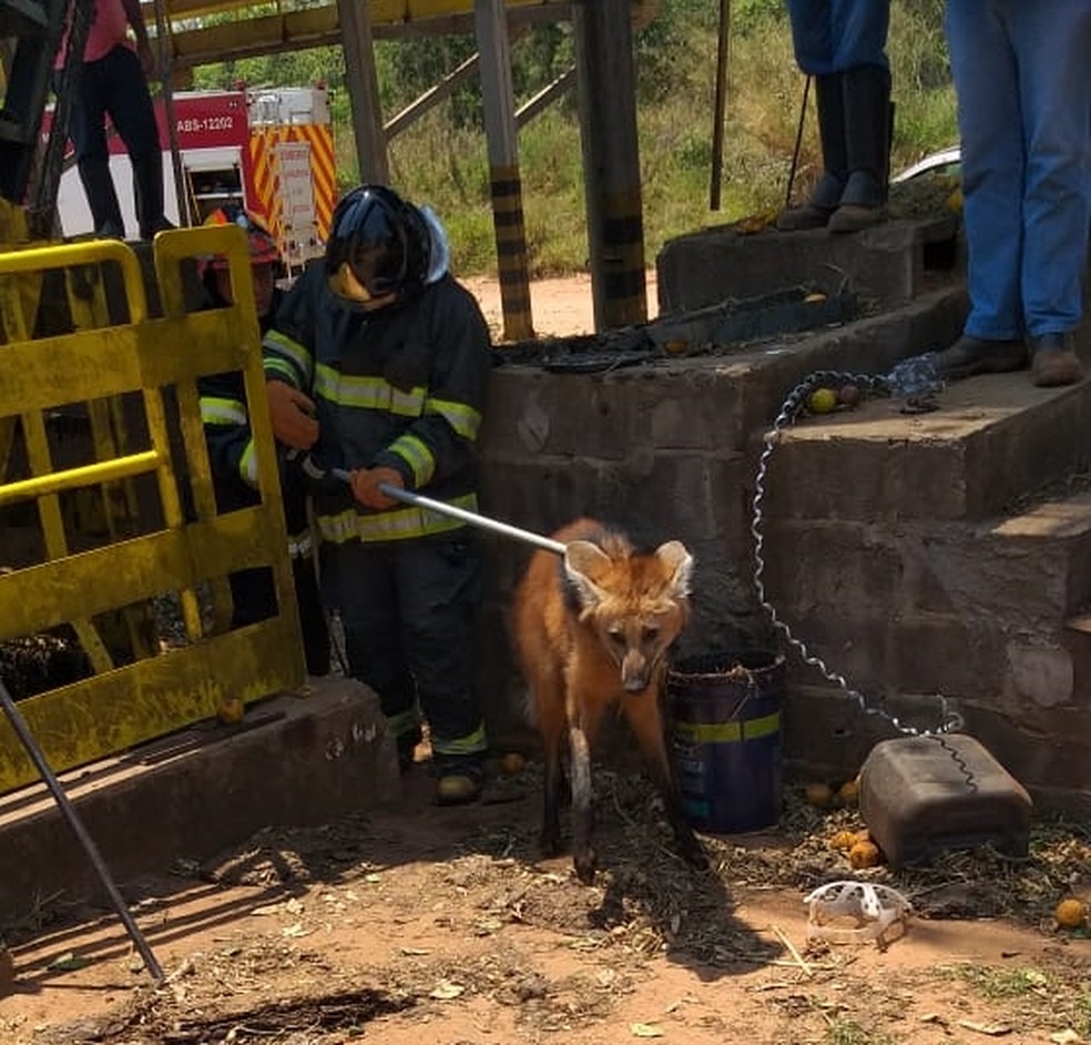 Lobo-guará foi resgatado de área de cultivo de laranja de Cerqueira César (SP) — Foto: Corpo de Bombeiros/Divulgação