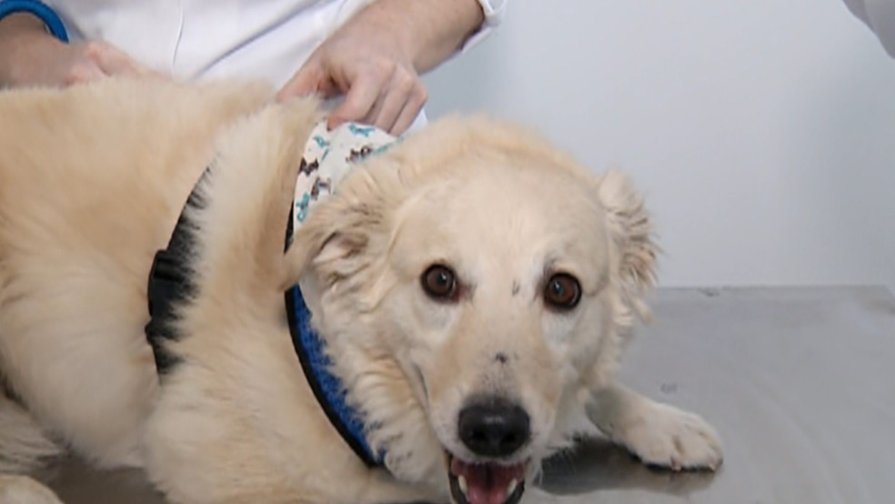 Veterinário dá dicas de como manter os pets saudáveis durante os dias mais quentes — Foto: Reprodução/TV Diário