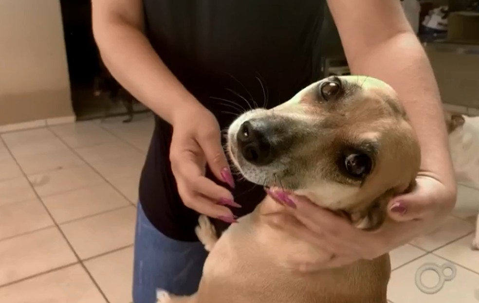 Cuidado com os pets aumentou durante a pandemia de coronavírus — Foto: TV TEM/Reprodução
