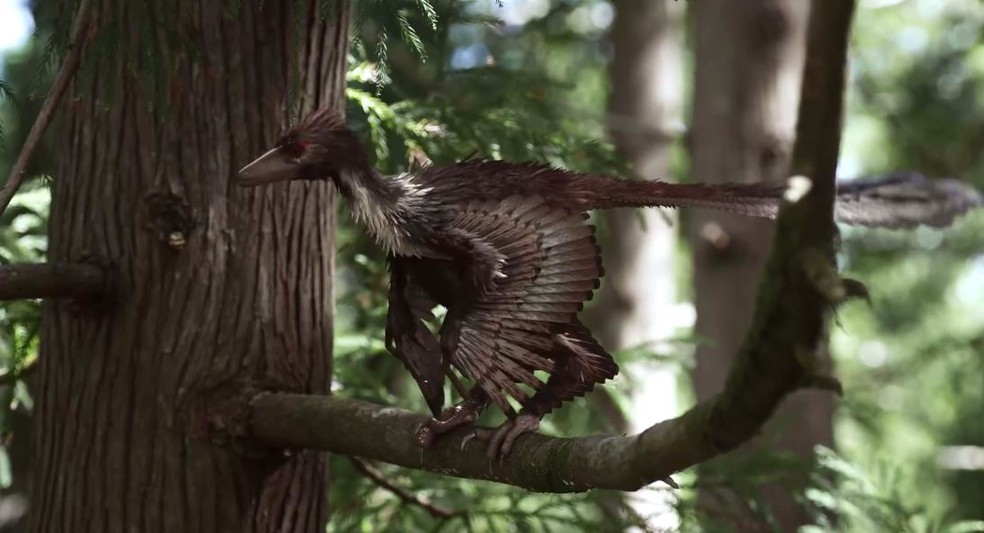 Estima-se que a primeira ave do planeta, ainda na época dos dinossauros, tinha 50 centímetros de comprimento e pesava um quilo. — Foto: Arte TG.