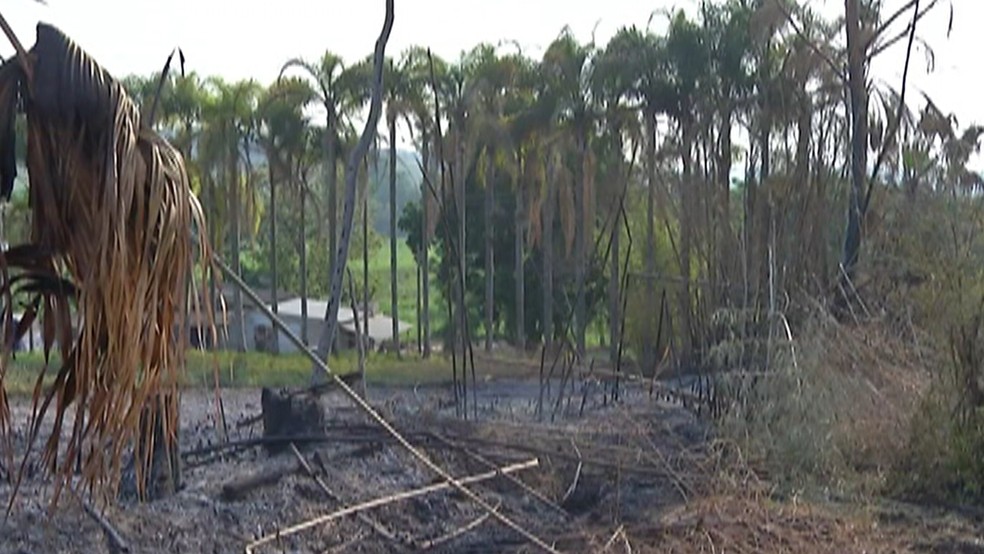 O incêndio se alastou rapidamente e assustou os funcionário do orquidário oriental. — Foto: Reprodução/ TV Diário