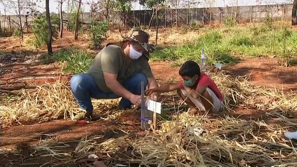 Morador planta mudas de árvores em área consumida pelo fogo em Jales — Foto: Reprodução/TV TEM