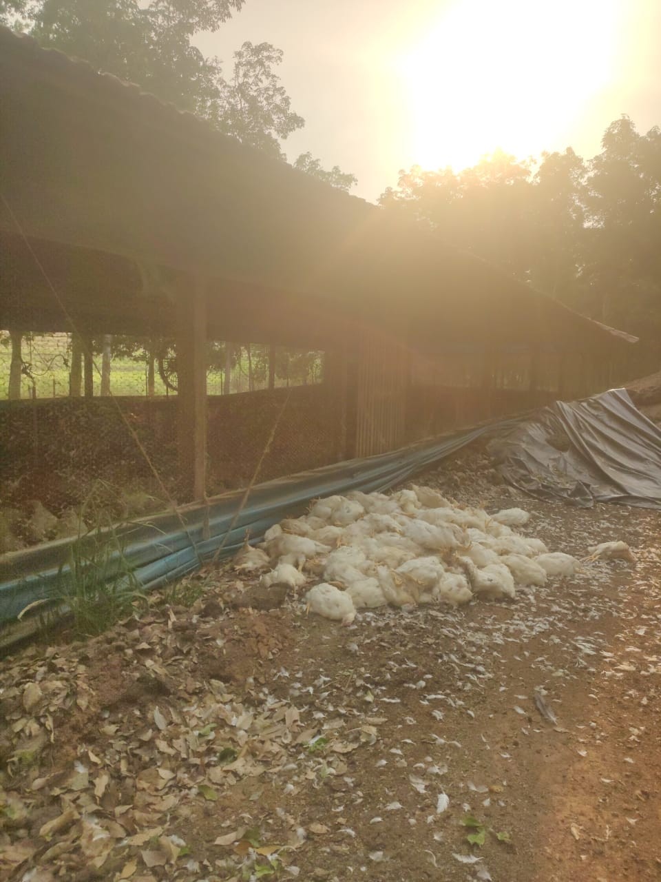 Sem energia elétrica e sistema de ventilação, cerca de 6 mil aves morrem por causa do forte calor em granja em Adamantina