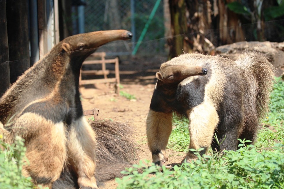 Zoo de Bauru possui recinto onde vivem três espécimes do tamanduá-bandeira, animal classificado como vulnerável à extinção — Foto: Wilson Jardim/Zoo de Bauru/Arquivo
