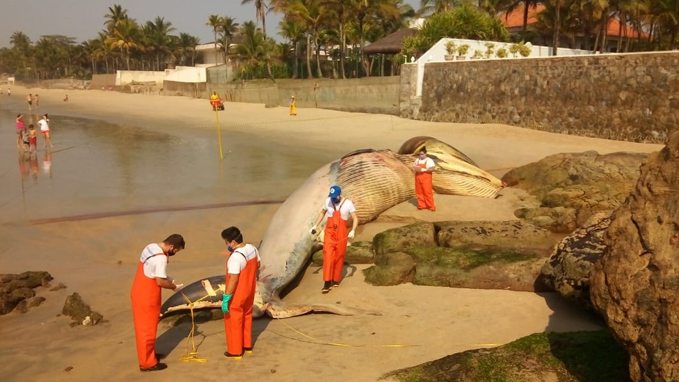 Baleia foi encontrada morta na Praia de Pernambuco, em Guarujá, SP — Foto: Arquivo Pessoal/Luiz Torres
