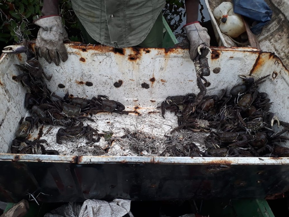 Apreensão aconteceu em Cananeia, no litoral de São Paulo — Foto: Divulgação/ Polícia Militar Ambiental