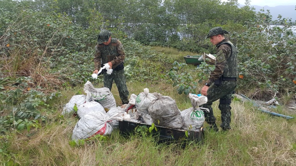 Animais foram devolvidos à natureza após a apreensão — Foto: Divulgação/ Polícia Militar Ambiental