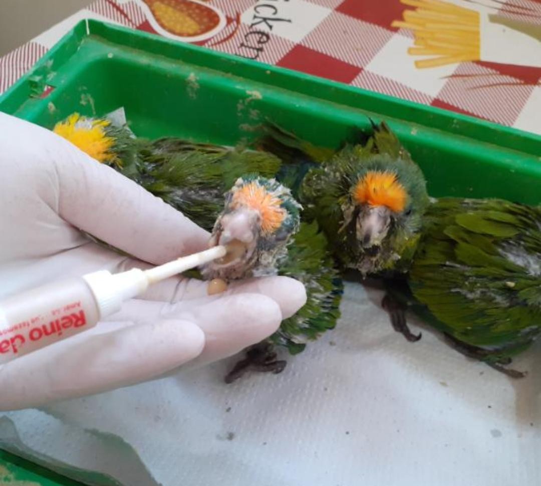 Filhotes de periquito são resgatados por motorista em acostamento de rodovia e entregues a cuidados veterinários; veja VÍDEO