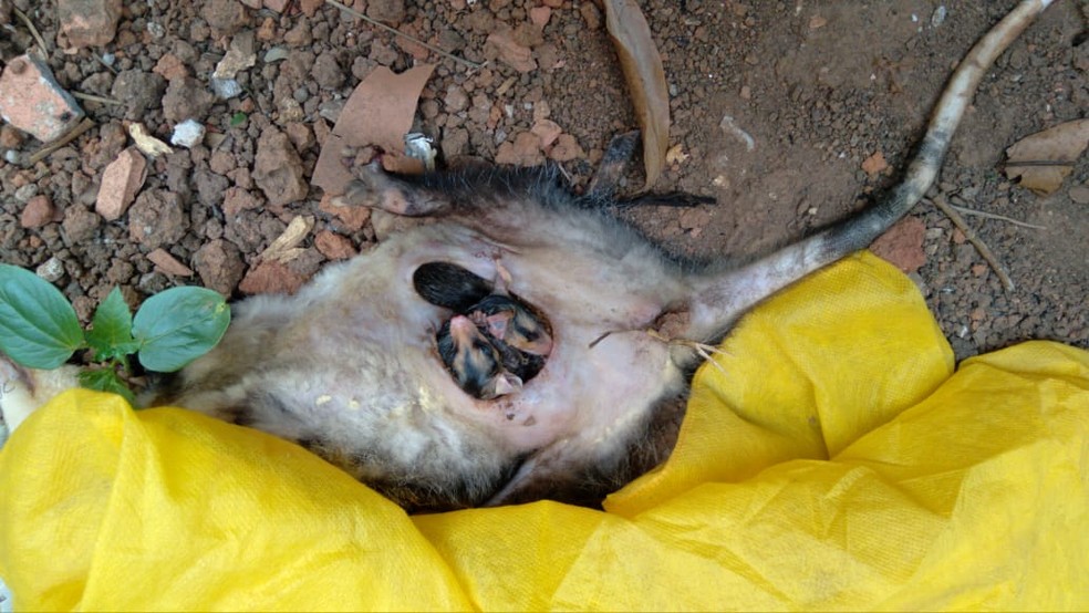 Bombeiros ajudaram no parto de filhotes de gambá em Itapetininga; mãe foi encontrada morta — Foto: Corpo de Bombeiros/Divulgação