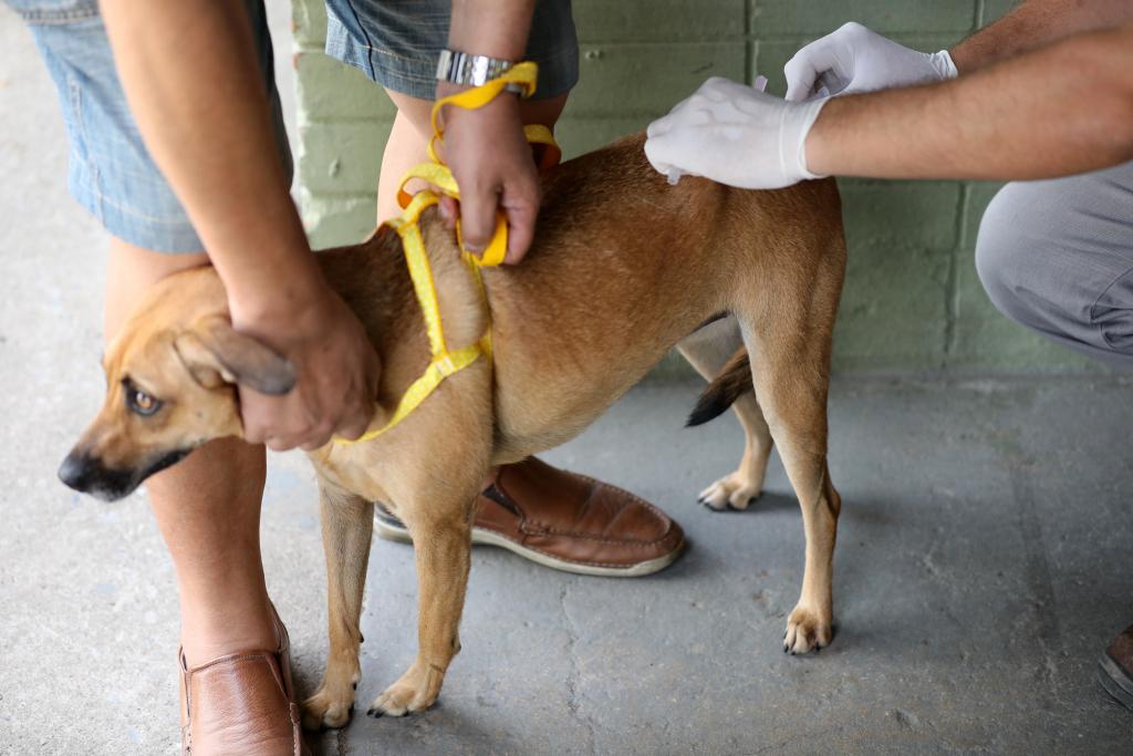 Profissionais e clínicas veterinárias podem se cadastrar para microchipagem de pets em Jundiaí