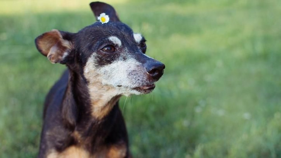 Matança de cães infectados com parasita gera polêmica em cidade de São Paulo