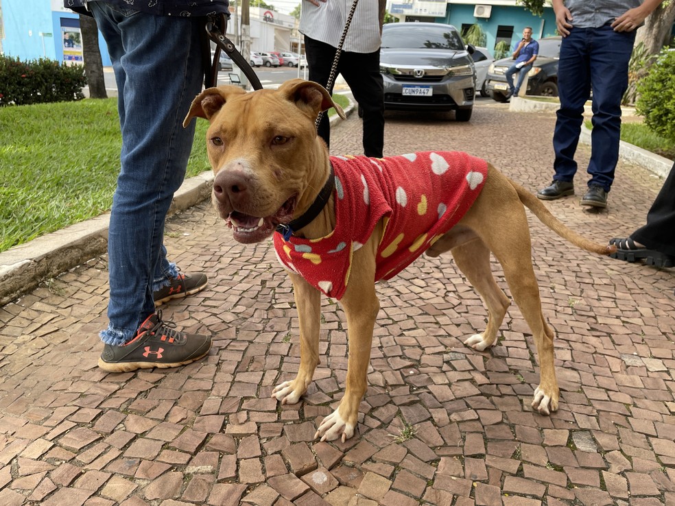 Pitbull resgatado com sinais de maus-tratos e desnutrido é encaminhado para adoção em Sumaré