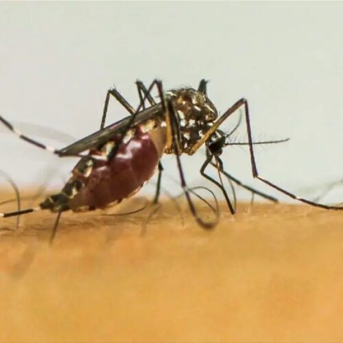 Brasil Lidera Casos de Dengue em 2024, Revela OMS