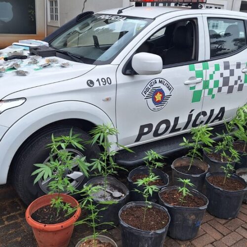 Homem é preso com mais de 20 pés de maconha em casa em Santo Antônio do Pinhal, SP