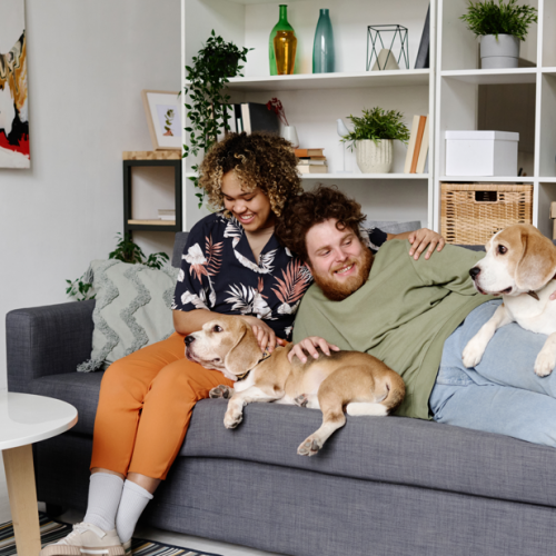 Pets influenciam o mercado imobiliário e a forma de morar do brasileiro